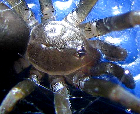 Southern House Spider, KUKULCANIA HIBERNALIS, female, close-up of cephalothorax