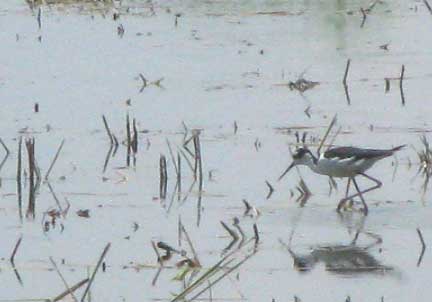 Black- necked Stilt, HIMANTOPUS MEXICANUS, in flooded field