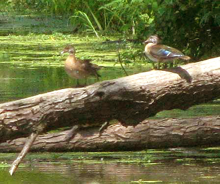 Blue-winged Teal, ANAS DISCORS, immature plumage