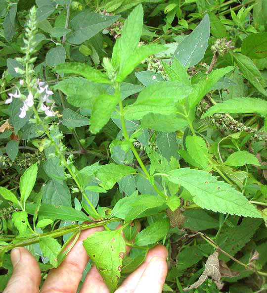 Wood Sage, TEUCRIUM CANADENSE