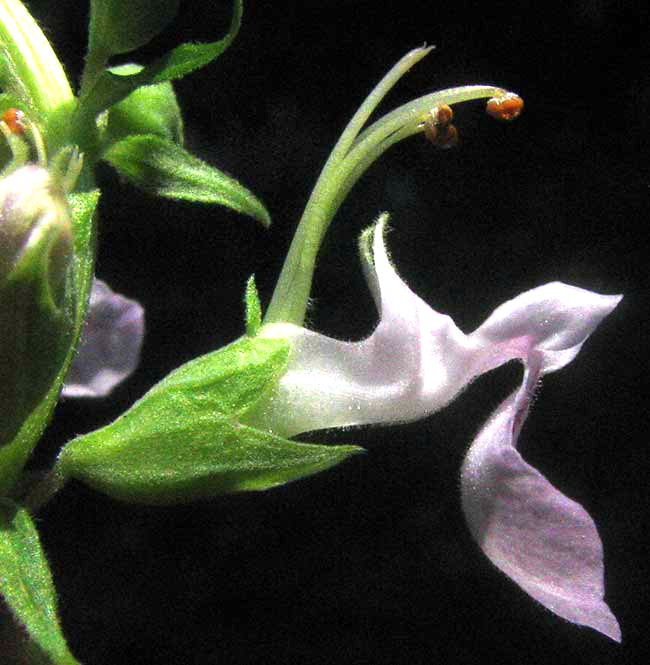 Wood Sage, TEUCRIUM CANADENSE, flower close-up