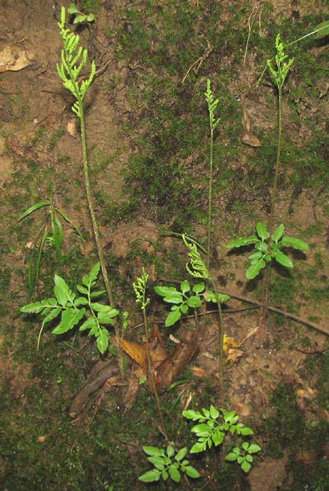 Dissected Grapeferns, BOTRYCHIUM DISSECTUM