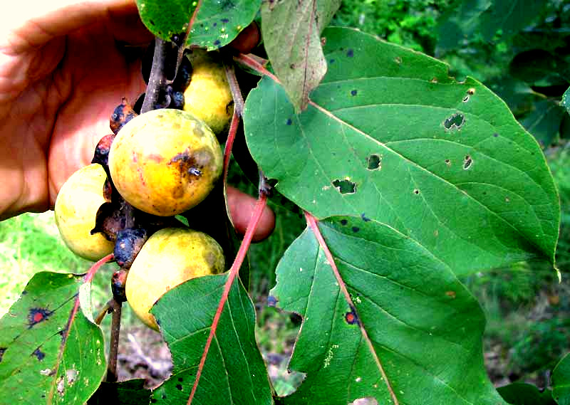 Persimmon, DIOSPYROS VIRGINIANA, leaves and fruit