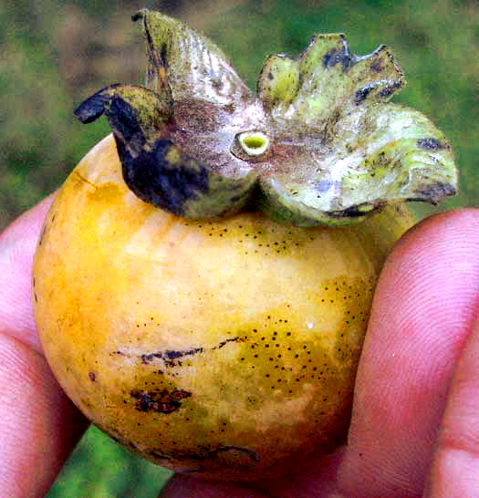 Persimmon, DIOSPYROS VIRGINIANA, fruit with calyx