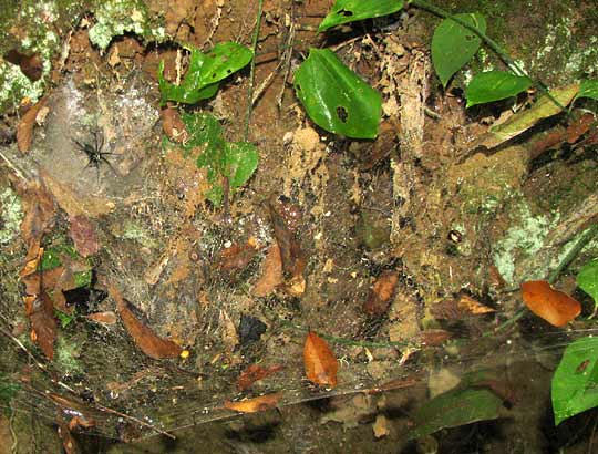 web of Grass Spider, AGELENOPSIS NAEVIA