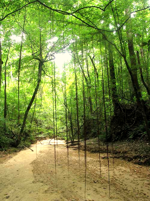 Muscadine, VITIS ROTUNDIFOLIA, adventitious roots