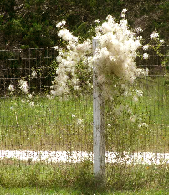 Drummond's Clematis, CLEMATIS DRUMMONDII, fruiting, on fence