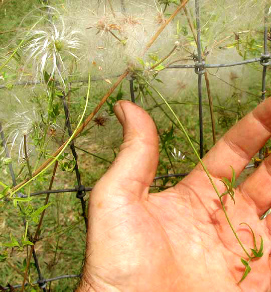 Drummond's Clematis, CLEMATIS DRUMMONDII, leaves & fruiting heads