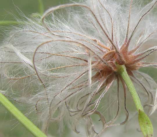 Drummond's Clematis, CLEMATIS DRUMMONDII, close-up of achenes with hairy beaks