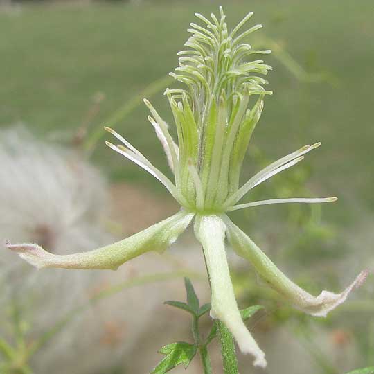Drummond's Clematis, CLEMATIS DRUMMONDII, pistillate flower