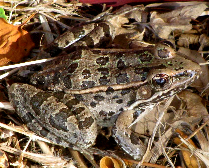 Rio Grande Leopard Frog, RANA BERLANDIERI