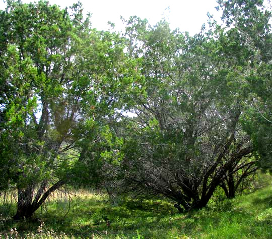 Ashe Junipers, JUNIPERUS ASHEI, growth form