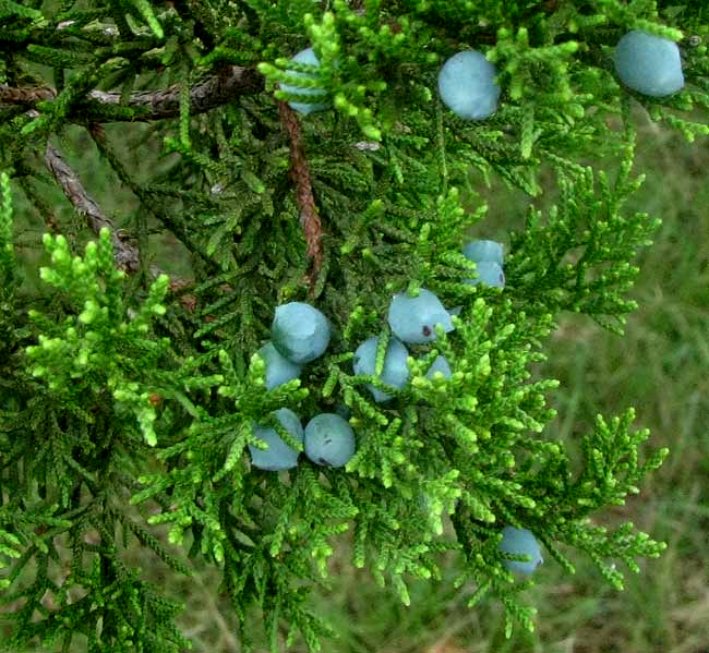 Ashe Juniper, JUNIPERUS ASHEI, foilage & berries