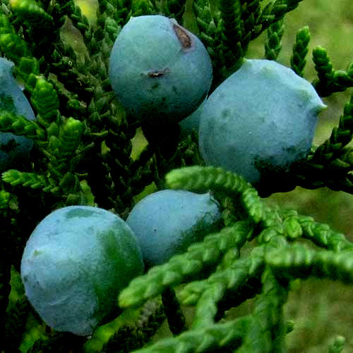 Ashe Juniper, JUNIPERUS ASHEI, cones showing glaucescence