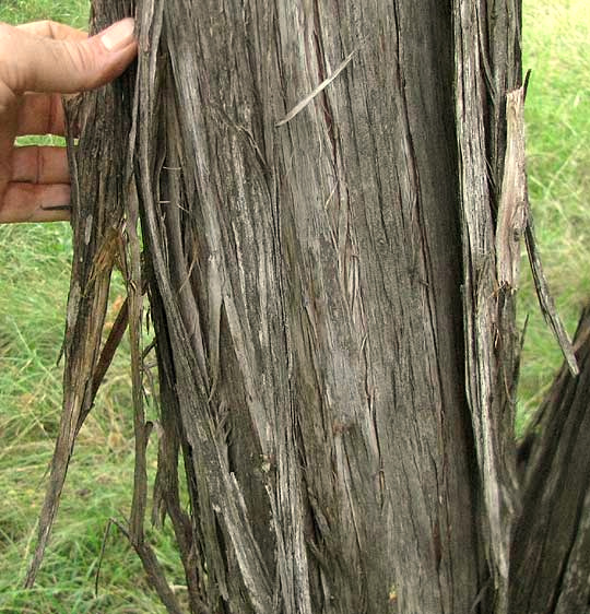 Ashe Juniper, JUNIPERUS ASHEI, shaggy bark