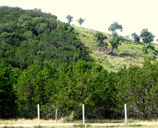 Ashe Juniper, JUNIPERUS ASHEI, hill showing 