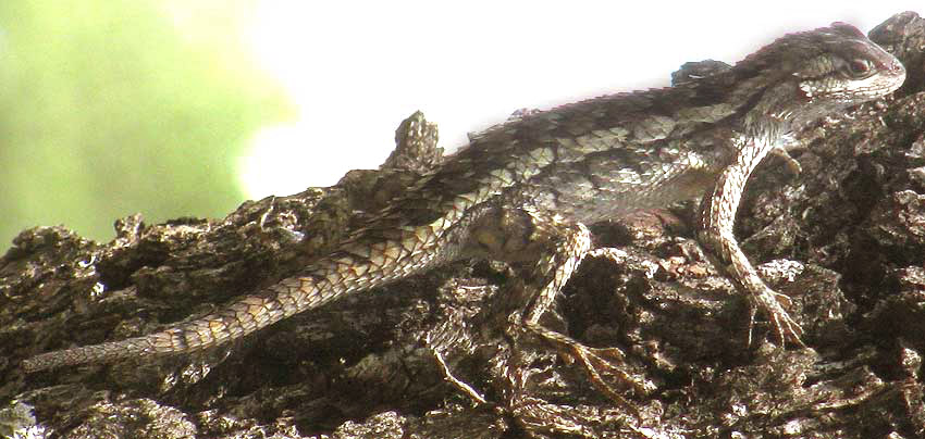 Texas Spiny Lizard, SCELOPORUS OLIVACEUS