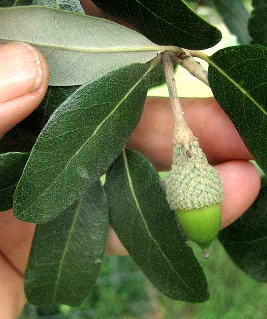 Texas Live Oak, QUERCUS FUSIFORMIS