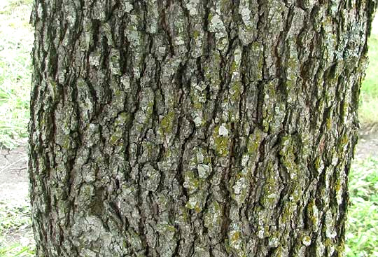 Texas Live Oak, QUERCUS FUSIFORMIS, bark