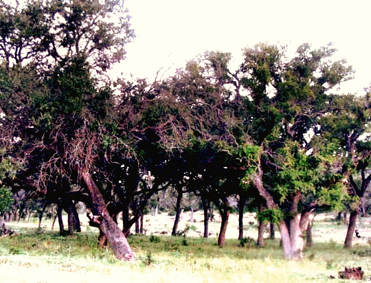 Texas Live Oak, QUERCUS FUSIFORMIS, park