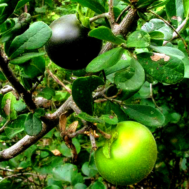 Texas Persimmon, DIOSPYROS TEXANA