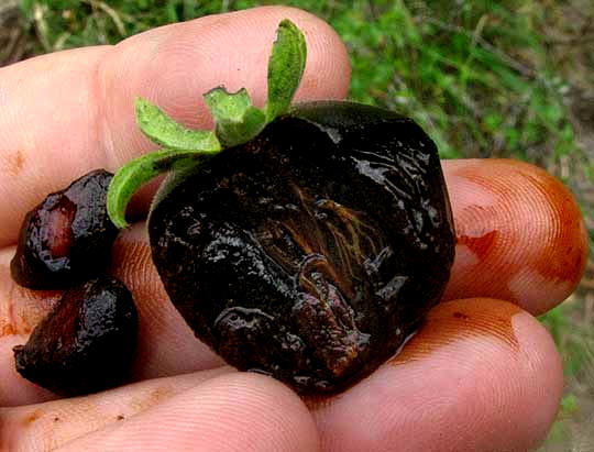 Texas Persimmon, DIOSPYROS TEXANA, fruit showing calyx and seeds