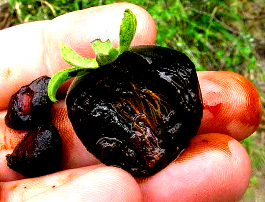 Texas Persimmon, DIOSPYROS TEXANA, fruit showing calyx and seeds