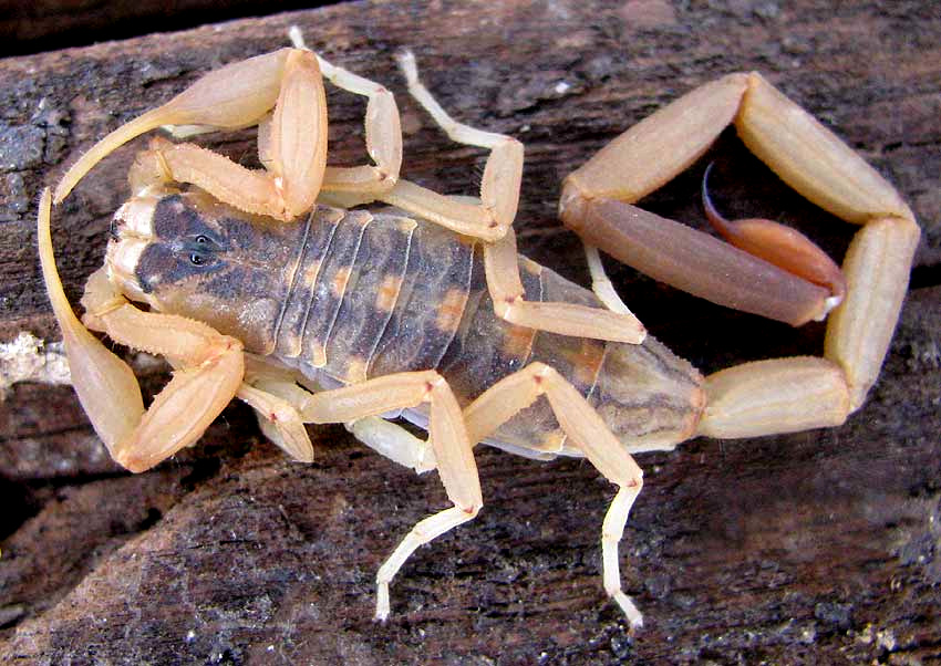 Striped Bark Scorpion, CENTRUROIDES VITTATUS