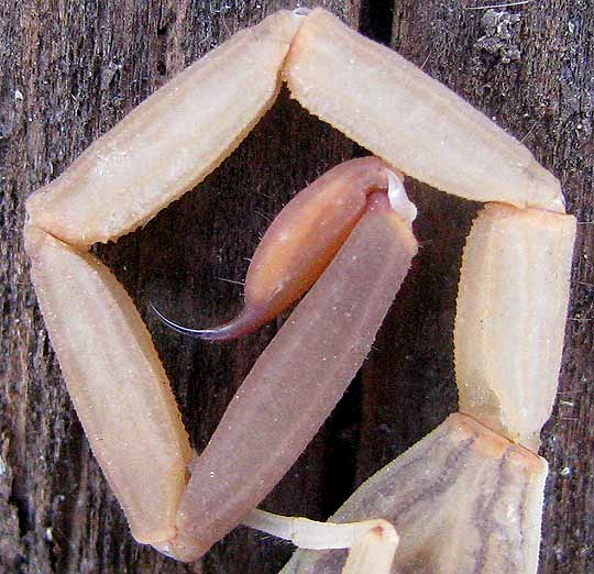 Striped Bark Scorpion, CENTRUROIDES VITTATUS, stinger, or aculeus