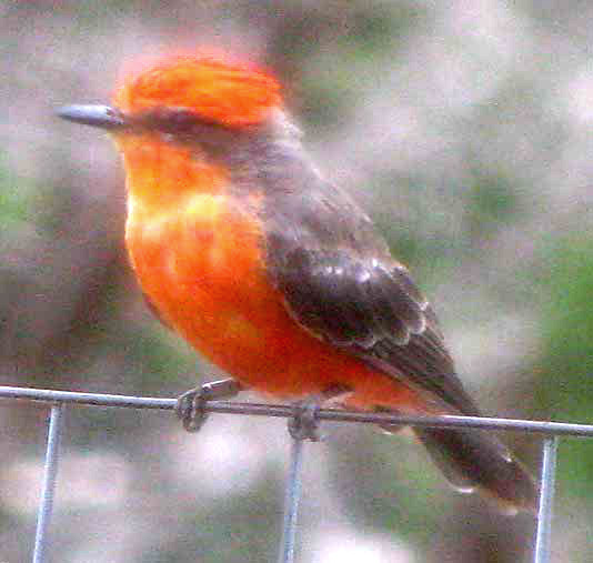 Vermilion Flycatcher, PYROCEPHALUS RUBINUS, male