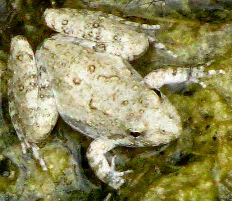 Blanchard's Cricket Frog, ACRIS CREPITANS ssp. BLANCHARDI