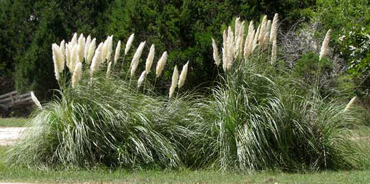 Pampas Grass, CORTADERIA SELLOANA