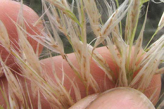 Pampas Grass, CORTADERIA SELLOANA, female spikelets close-up