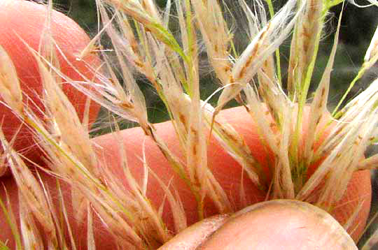 Pampas Grass, CORTADERIA SELLOANA, female spikelets close-up