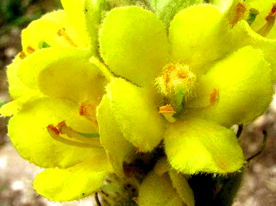 Mullein, VERBASCUM THAPSUS, flower close-up