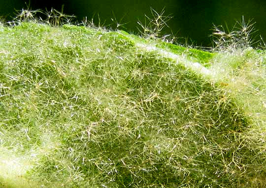 branching, forking hairs on Mullein, VERBASCUM THAPSUS