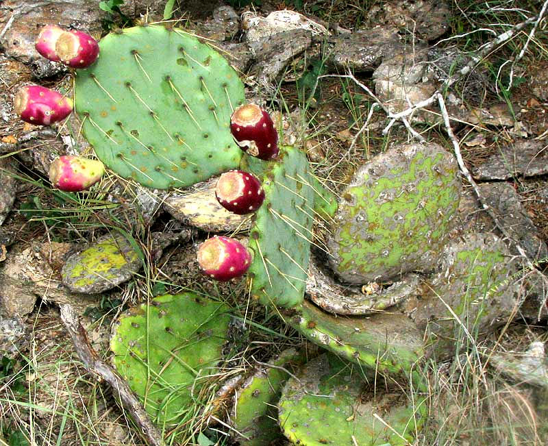 Texas Pricklypear, OPUNTIA ENGELMANNII var. LINDHEIMERI