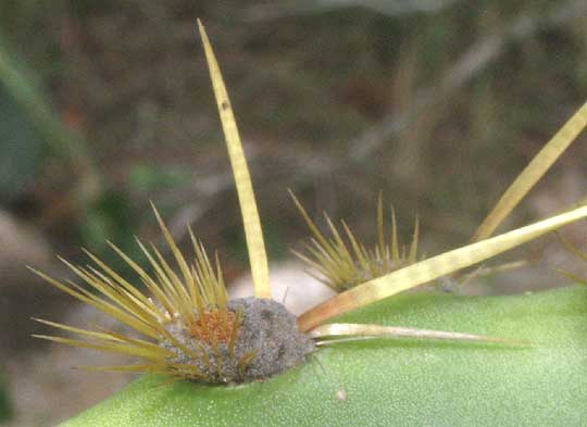 Texas Pricklypear, OPUNTIA ENGELMANNII var. LINDHEIMERI, close-up of glochids and spine bases