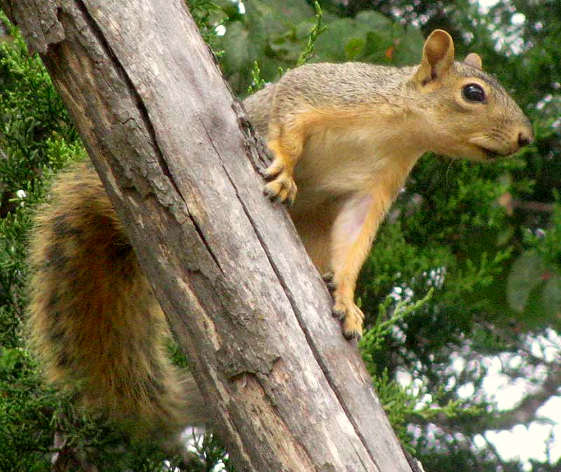 Eastern Fox Squirrel, SCIURUS NIGER