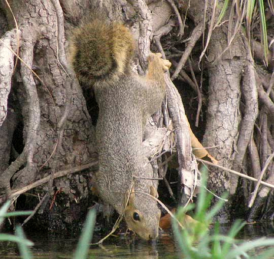 Eastern Fox Squirrel, SCIURUS NIGER, drinking from stream