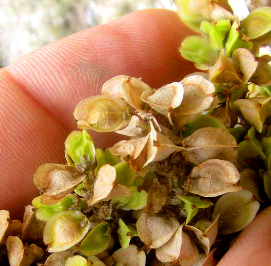 Texas Sotol, DASYLIRION TEXANUM, close-up of fruits