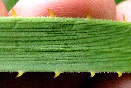 Texas Sotol, DASYLIRION TEXANUM. leaf showing curved spine and veins