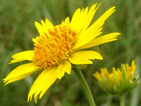 Cowpen Daisy, VERBESINA ENCELIOIDES, flower head close-up