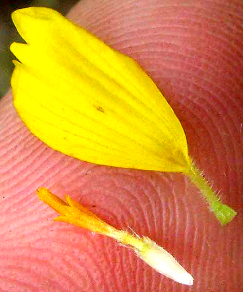 Cowpen Daisy, VERBESINA ENCELIOIDES, disk and ray flowers