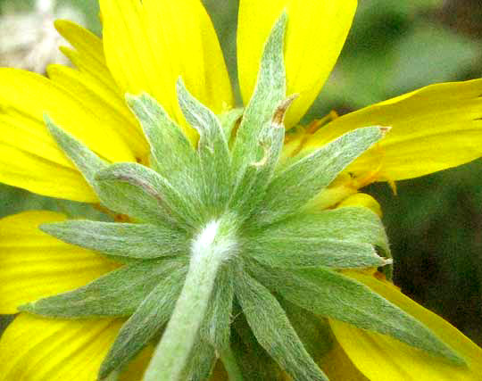 Cowpen Daisy, VERBESINA ENCELIOIDES, involucral bracts