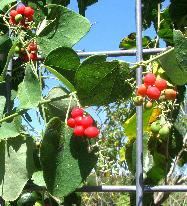 Carolina Moonseed, COCCULUS CAROLINUS, with red fruit