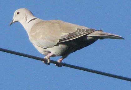 Eurasian Collared Dove, STREPTOPELIA DECAOCTO