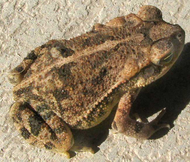 Gulf Coast Toad, BUFO NEBULIFER