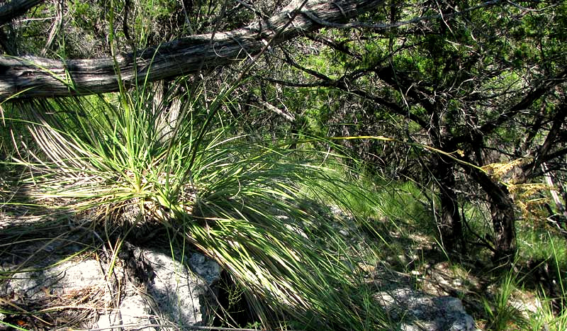 NOLINA LINDHEIMERIANA