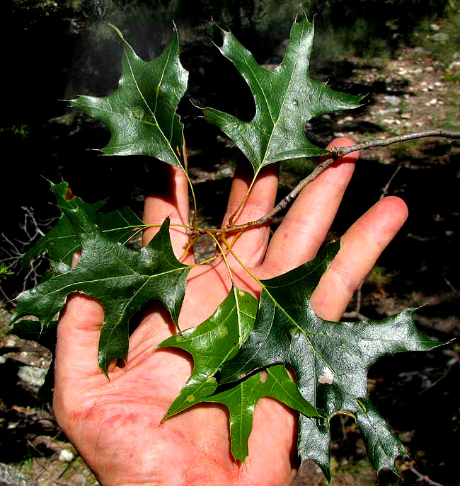 Texas Red Oak, QUERCUS BUCKLEYI. leaves